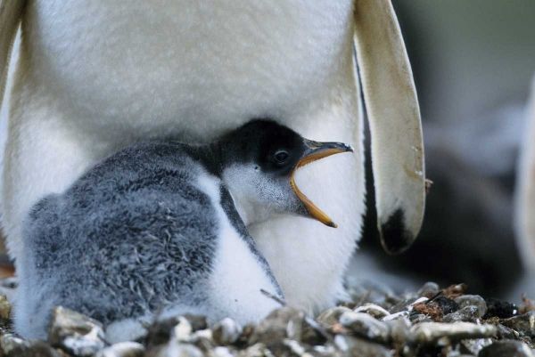 Falkland Islands Gentoo penguin chick